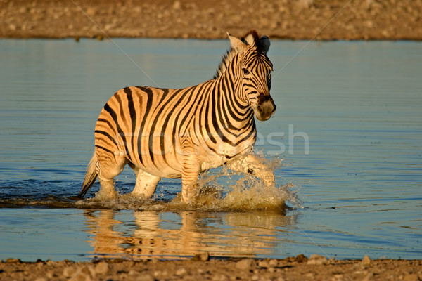 Ebenen Zebra Fuß Wasser spät Nachmittag Stock foto © EcoPic