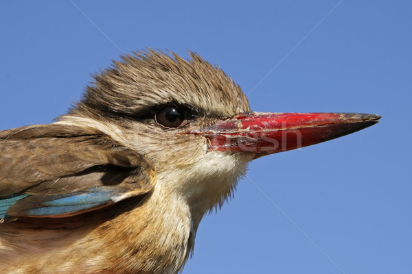 Kingfisher portrait africaine Afrique du Sud nature oiseau Photo stock © EcoPic