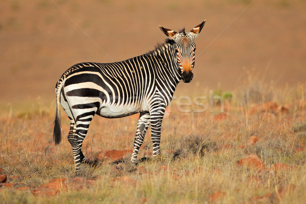 Cape Mountain Zebra Stock photo © EcoPic
