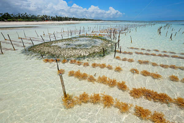 ストックフォト: 海藻 · ビーチ · 空 · 水