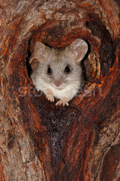 Acacia tree rat Stock photo © EcoPic