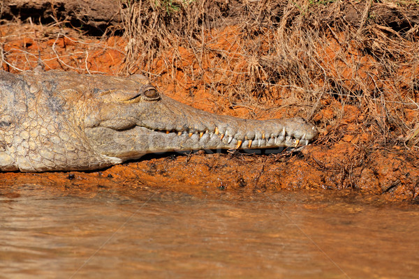пресноводный крокодила парка Австралия Сток-фото © EcoPic