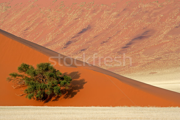 Dune, tree and grass Stock photo © EcoPic