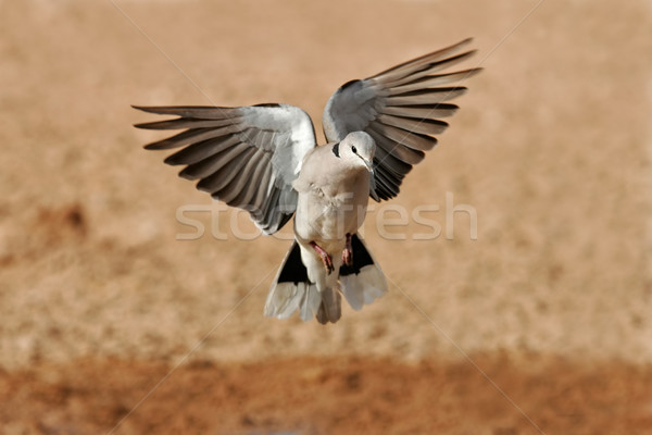 Foto d'archivio: Tartaruga · colomba · volo · deserto · Sudafrica · natura