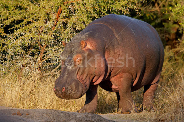 Hippopotamus Stock photo © EcoPic