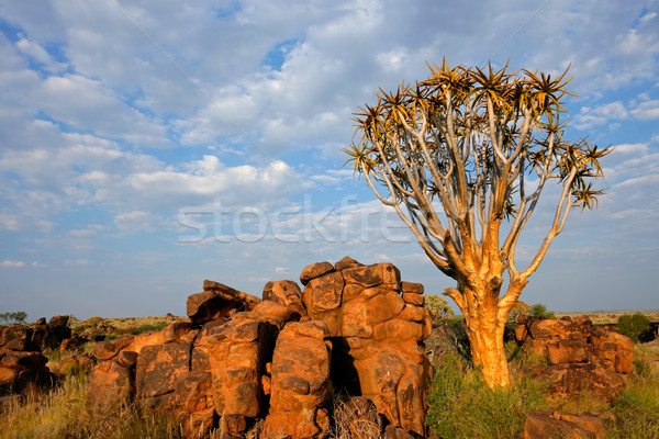 Quiver tree landscape Stock photo © EcoPic