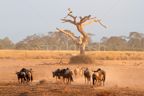 Blue wildebeest in dust Stock photo © EcoPic