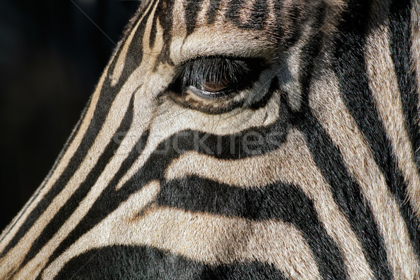 Zebra eye Stock photo © EcoPic