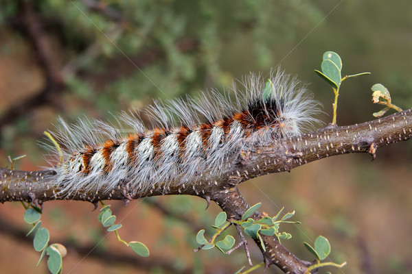 волосатый Caterpillar сидят филиала тело ног Сток-фото © EcoPic