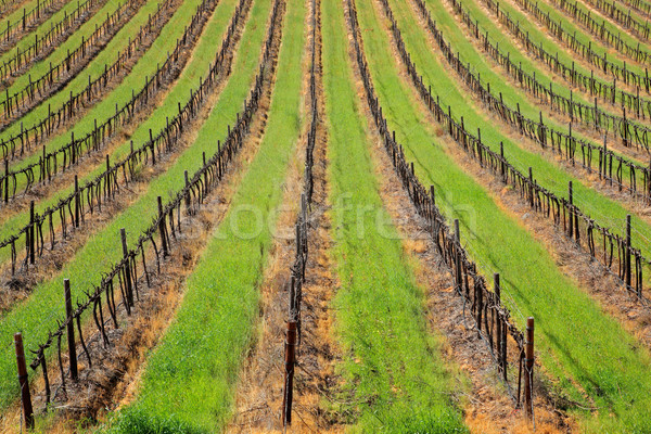 Szőlőskert szimmetrikus minta szőlő zöld fű Fokváros Stock fotó © EcoPic