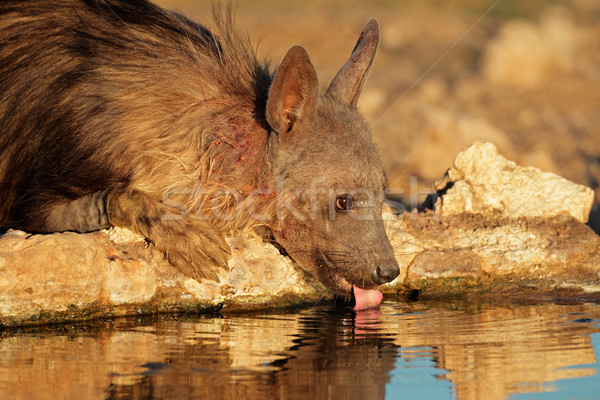 Brown hyena drinking Stock photo © EcoPic