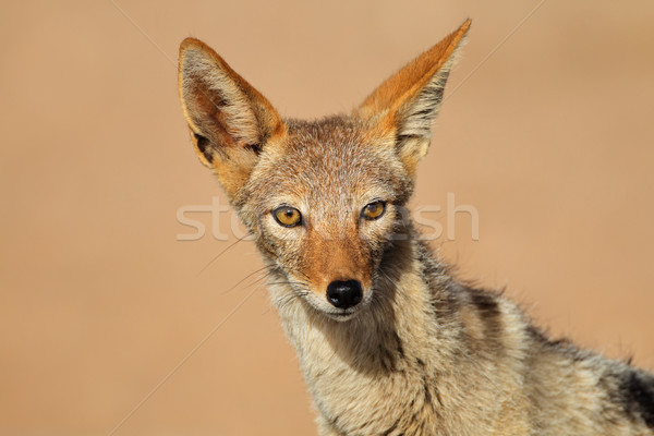 Black-backed Jackal portrait Stock photo © EcoPic