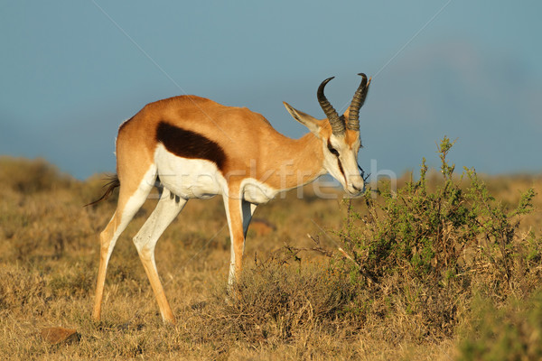 Stock photo: Springbok antelope