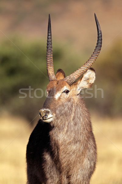 Waterbuck bull Stock photo © EcoPic