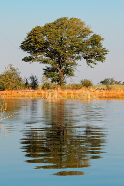 Baum Reflexion african Landschaft Wasser Fluss Stock foto © EcoPic
