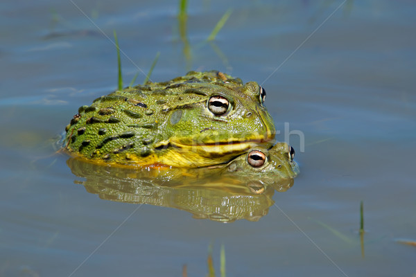 Mating African giant bullfrogs Stock photo © EcoPic