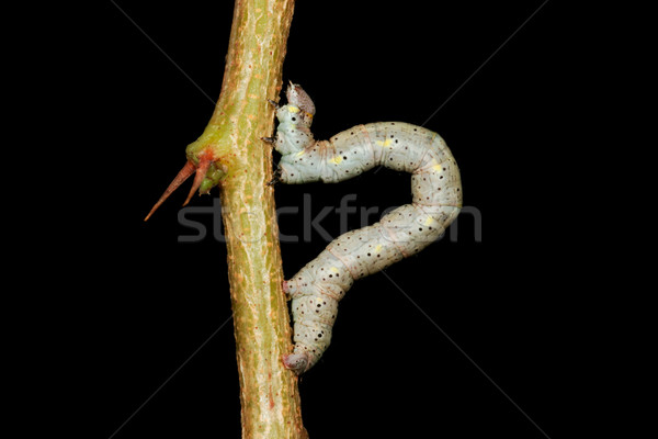 Tırtıl şube karanlık doğa bacaklar böcek Stok fotoğraf © EcoPic