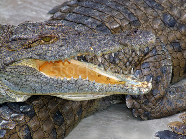 Nile crocodile Stock photo © EcoPic