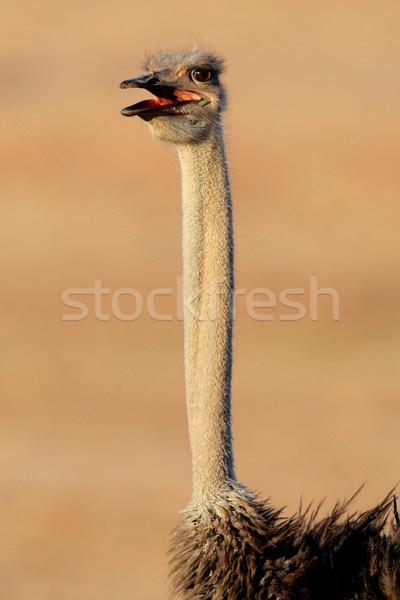 鴕鳥 肖像 南非 非洲的 頸部 自然 商業照片 © EcoPic