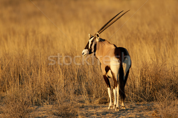 Gemsbok antelope Stock photo © EcoPic