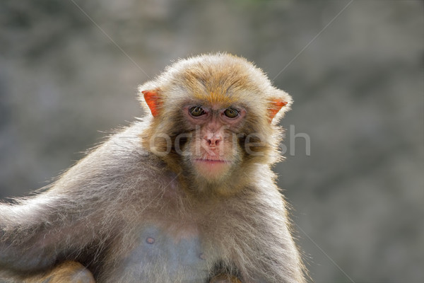 Rhesus macaque portrait Stock photo © EcoPic
