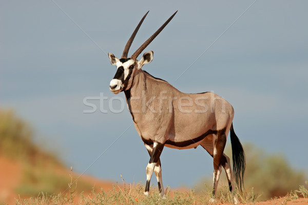 Gemsbok antelope Stock photo © EcoPic