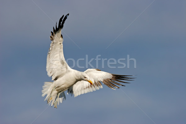 Kelp gull Stock photo © EcoPic