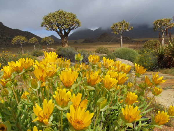 Wild flower landscape Stock photo © EcoPic