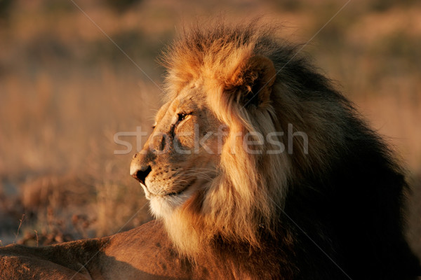 Duży mężczyzna Afryki lew portret pustyni Zdjęcia stock © EcoPic