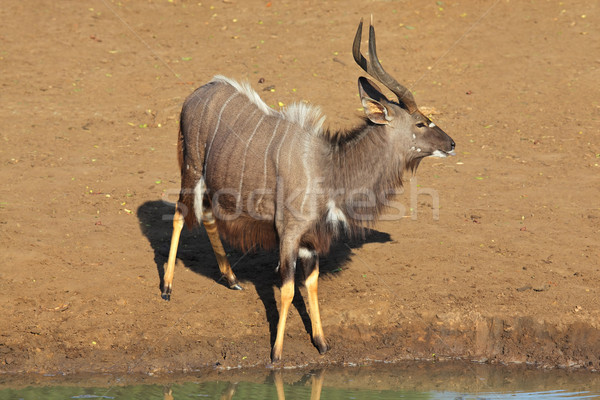 Nyala antelope at waterhole Stock photo © EcoPic