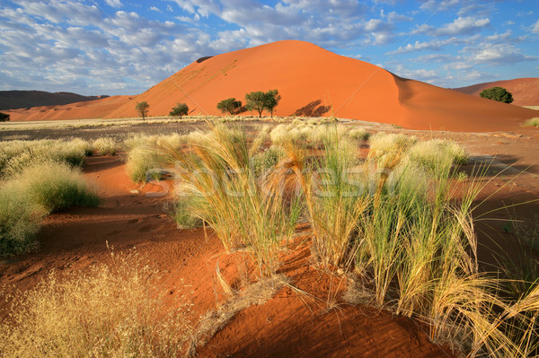 Desert landscape Stock photo © EcoPic