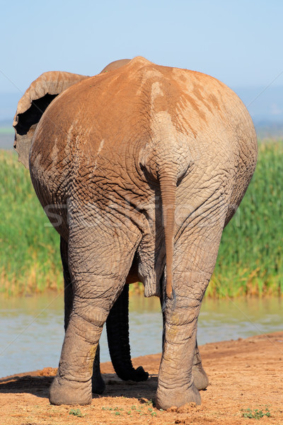 African elephant from behind Stock photo © EcoPic
