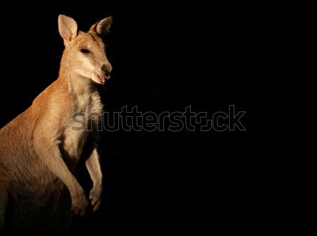 Agil femeie parc Australia Imagine de stoc © EcoPic