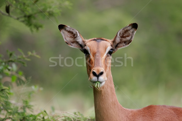 Impala portrait Stock photo © EcoPic