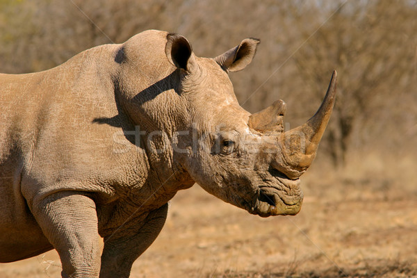 White rhinoceros Stock photo © EcoPic