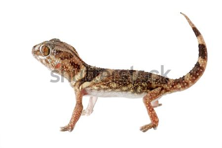 Giant ground gecko Stock photo © EcoPic