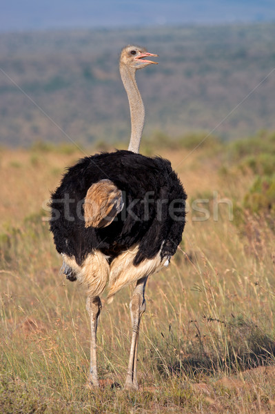 Erkek devekuşu olgun Güney Afrika Afrika boyun Stok fotoğraf © EcoPic