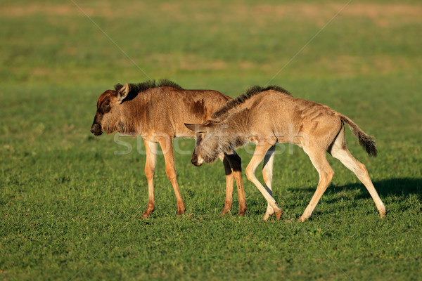Blue wildebeest calves Stock photo © EcoPic