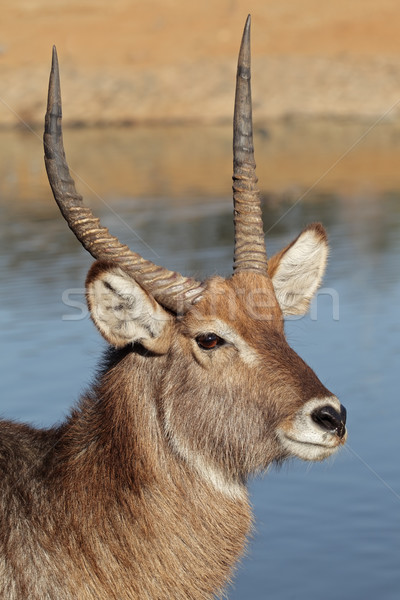 Waterbuck portrait Stock photo © EcoPic
