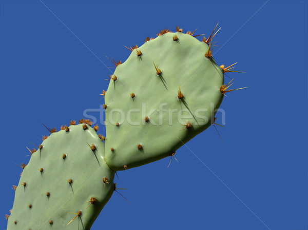 Prickly pear cactus Stock photo © EcoPic