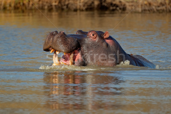 Aggressive hippopotamus Stock photo © EcoPic