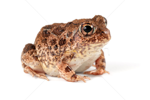 Sand frog Stock photo © EcoPic