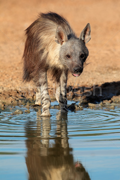 Braun Hyäne Trinkwasser Wüste Südafrika trinken Stock foto © EcoPic