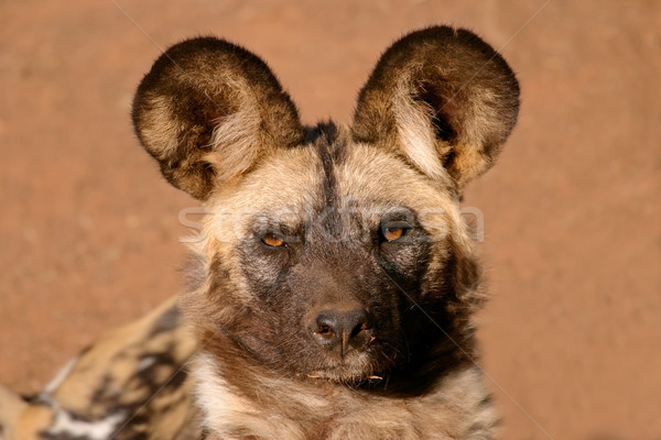 African wild dog Stock photo © EcoPic