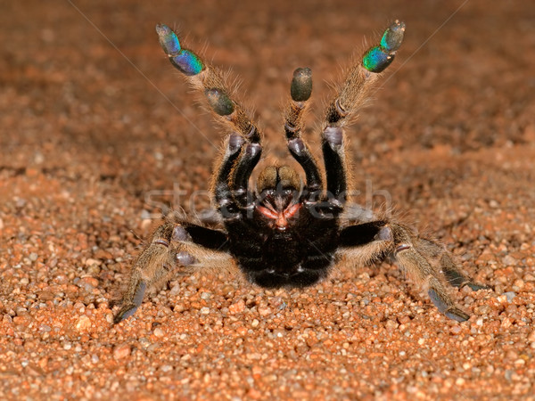 African baboon spider Stock photo © EcoPic