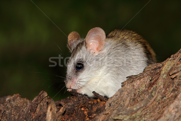Acacia tree rat Stock photo © EcoPic