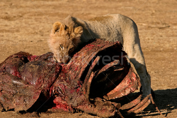 Feeding African lion Stock photo © EcoPic
