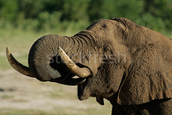 Afrikai elefánt portré ivóvíz park Zimbabwe víz Stock fotó © EcoPic