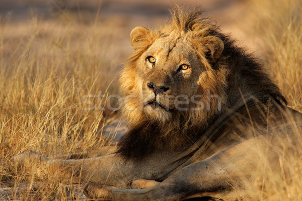 Big male African lion Stock photo © EcoPic