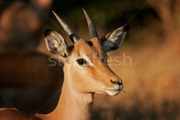 Portré éretlen park Dél-Afrika szemek Afrika Stock fotó © EcoPic